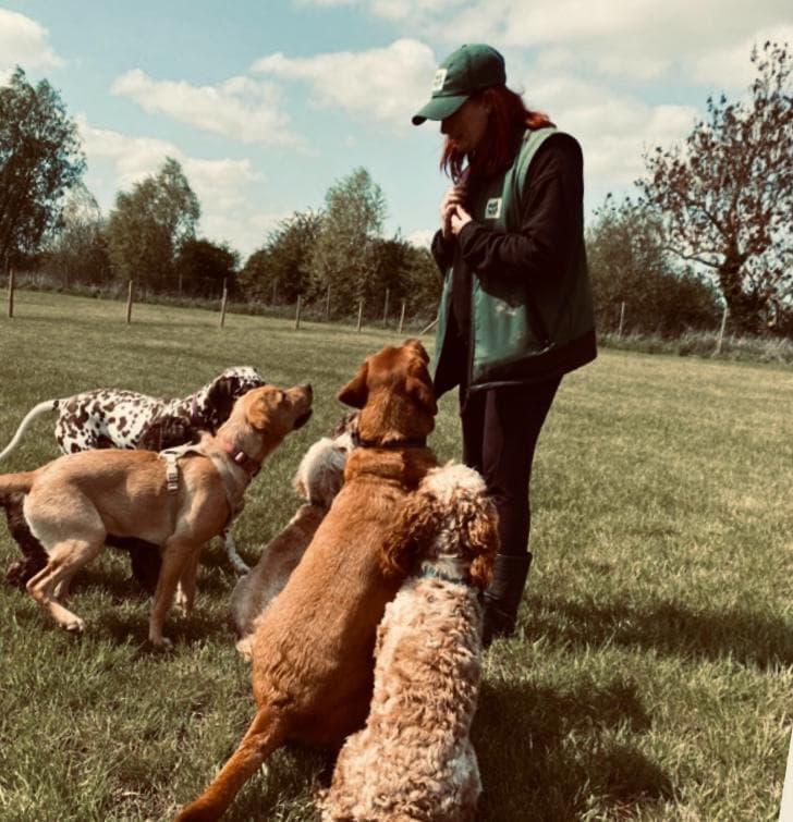 Dogs playing at Wagtails daycare
