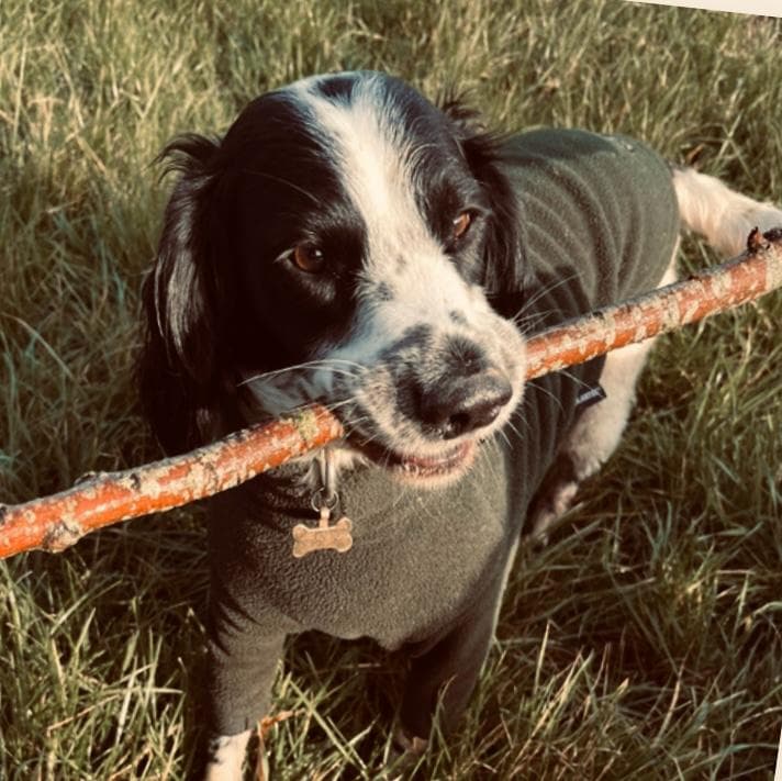 Secure countryside dog walking field