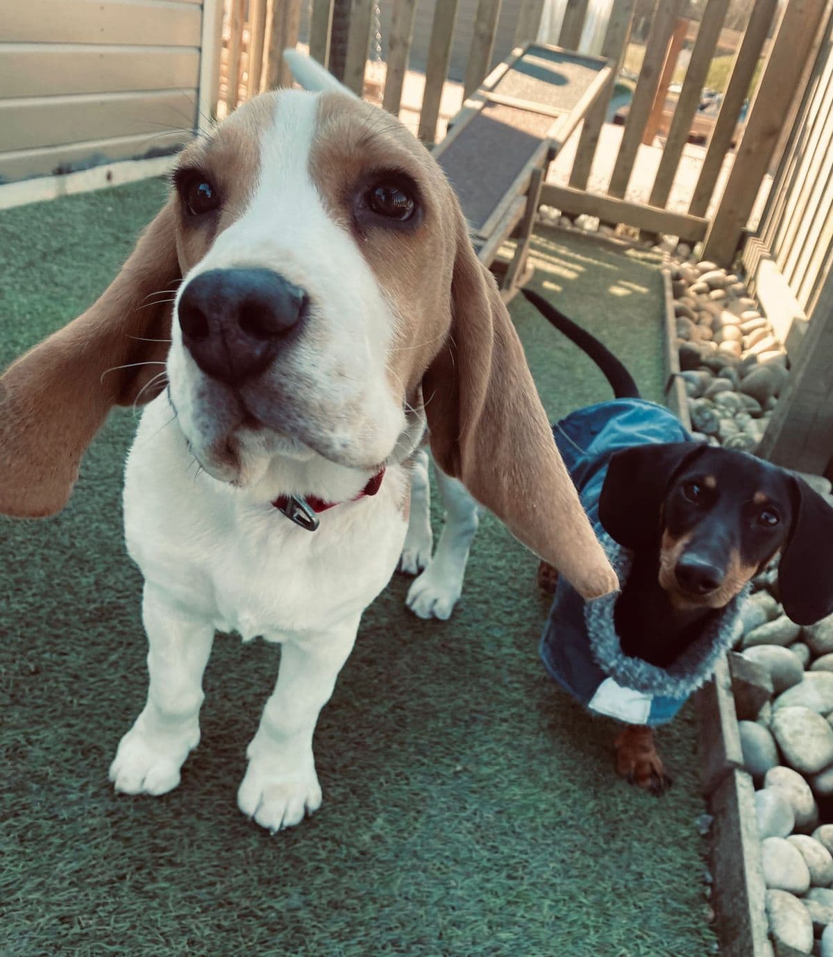 When Should You Start Training Your Puppy?