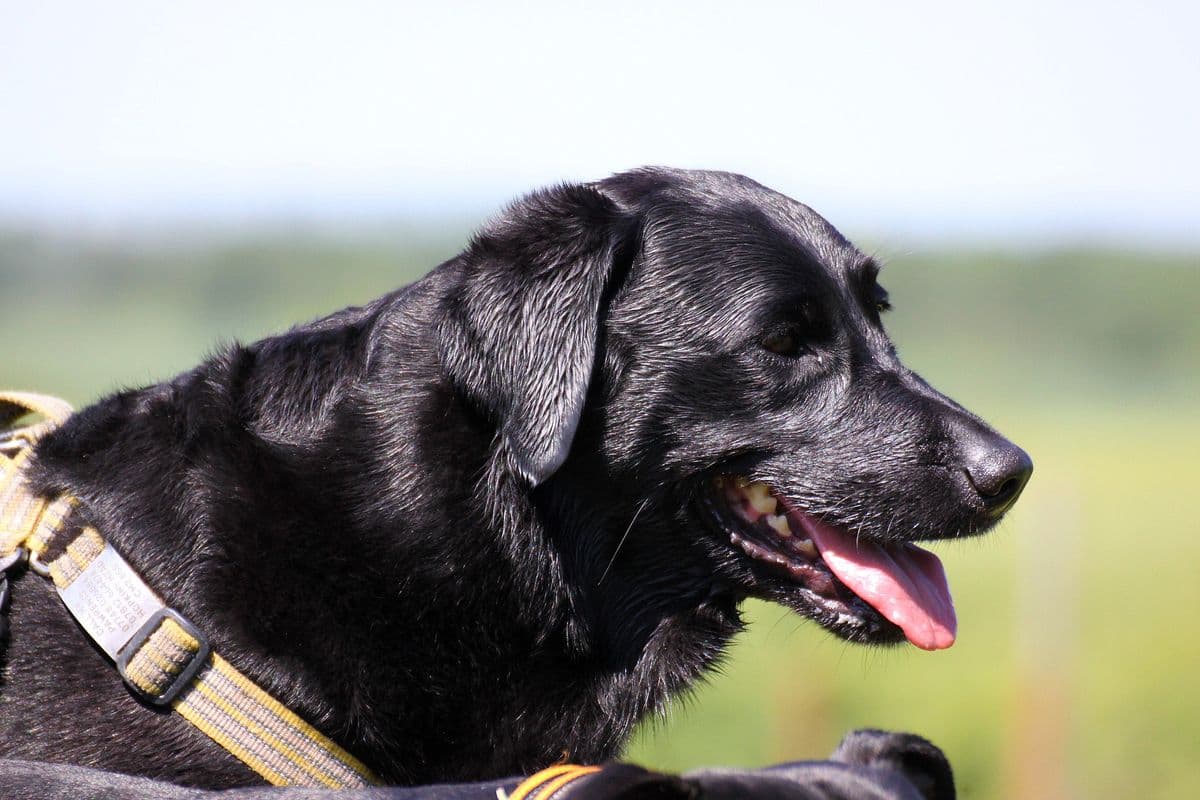 Dog Dental Health: Why It Matters More Than You Think