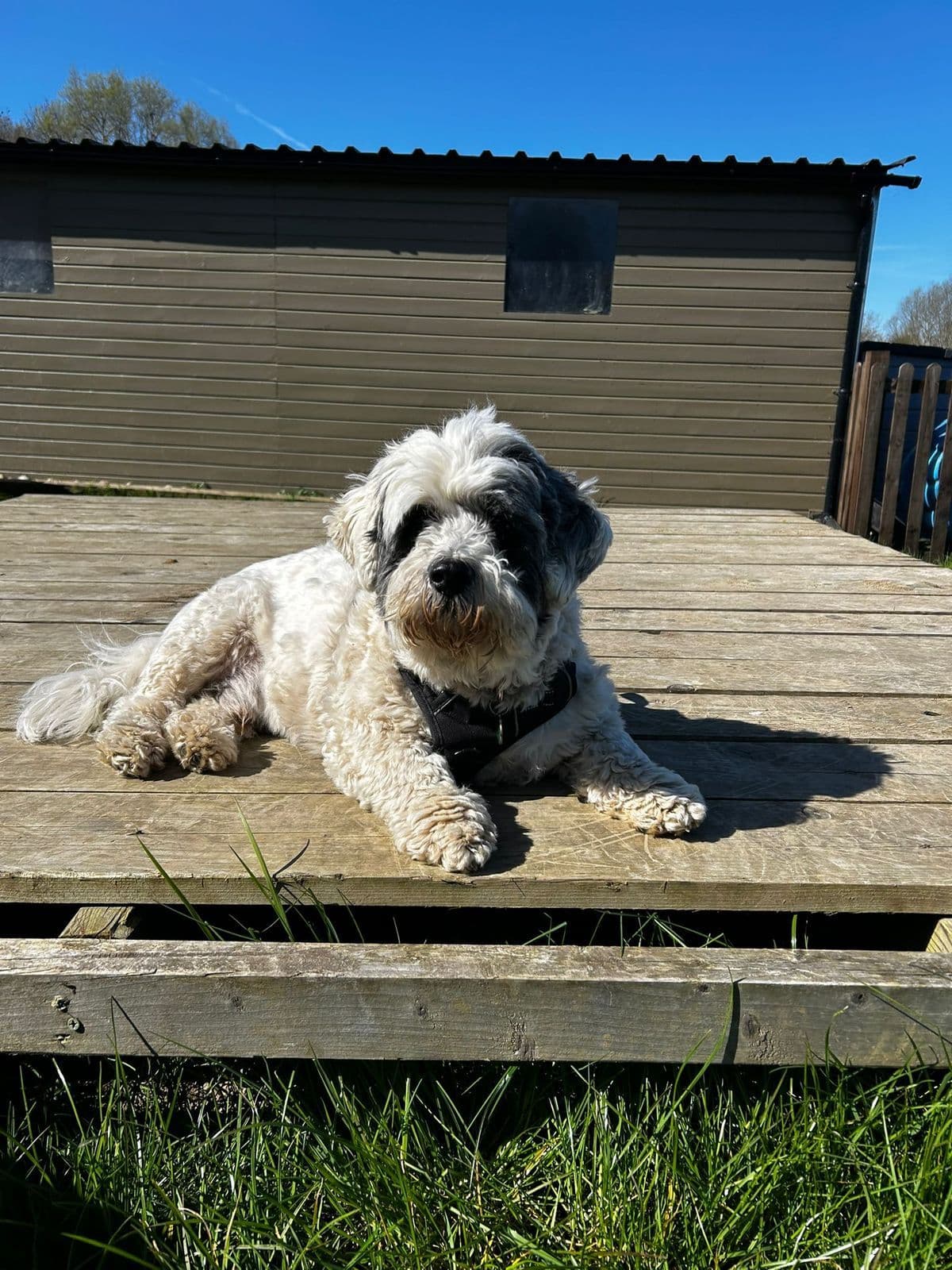 Types of Dog Anxiety: How to Recognise and Help Your Anxious Dog