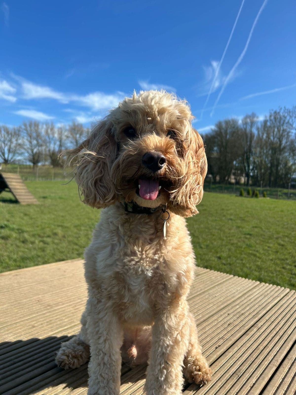 Dog Insurance in the UK: What You Need to Know Before You Buy