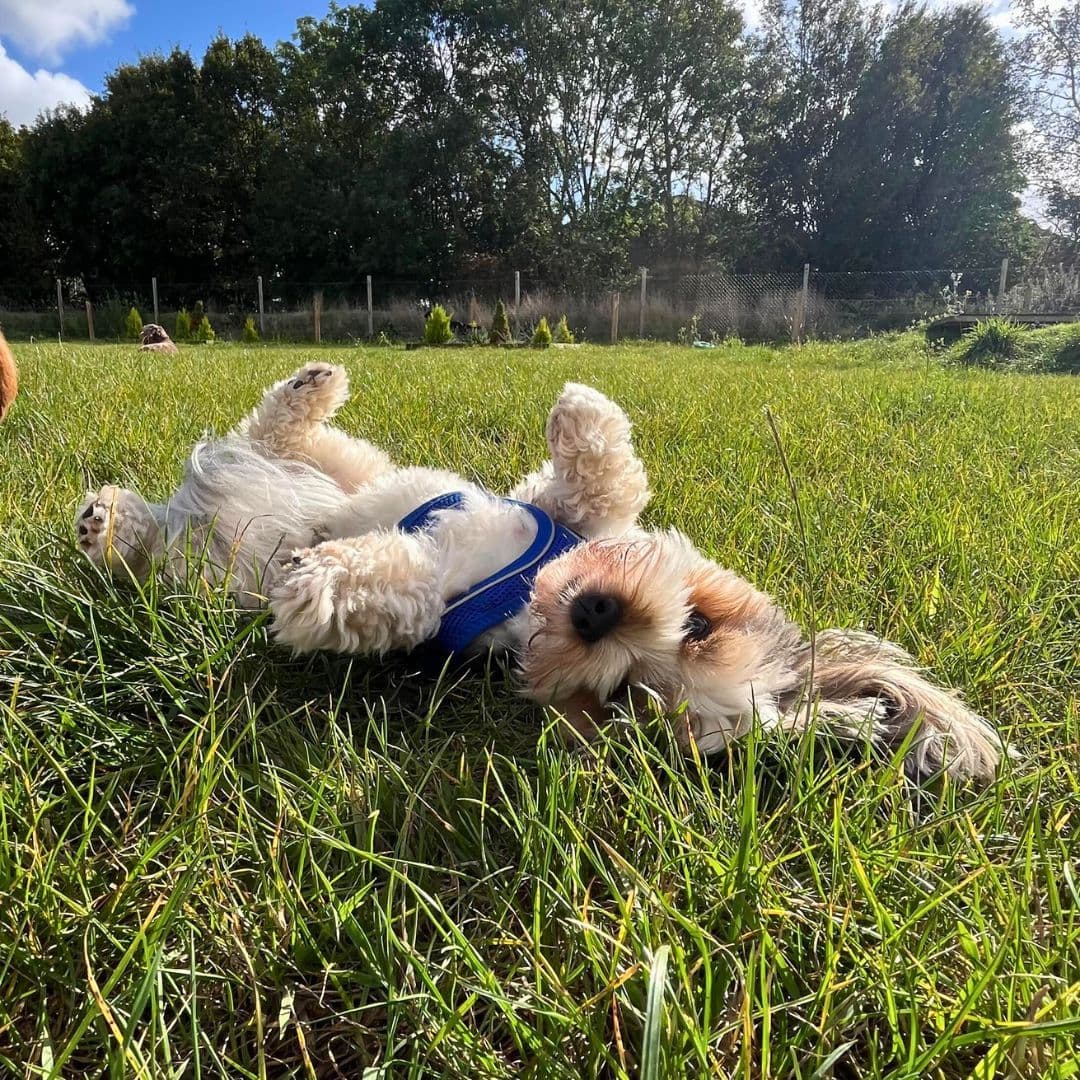 10 Dog Enrichment Ideas You Can Do at Home