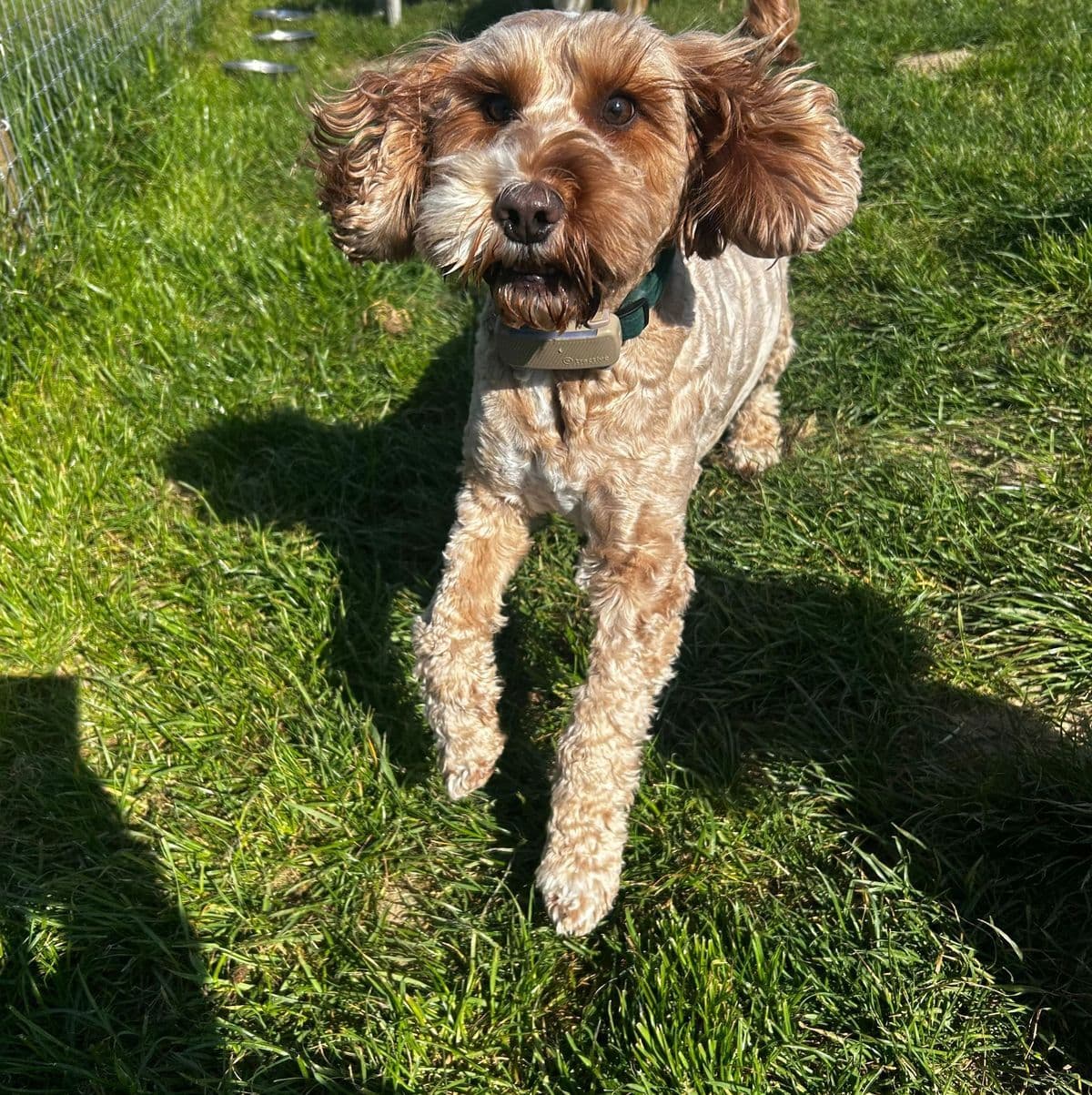 Travelling with Your Dog: Car Journeys, Holidays & Staying Away