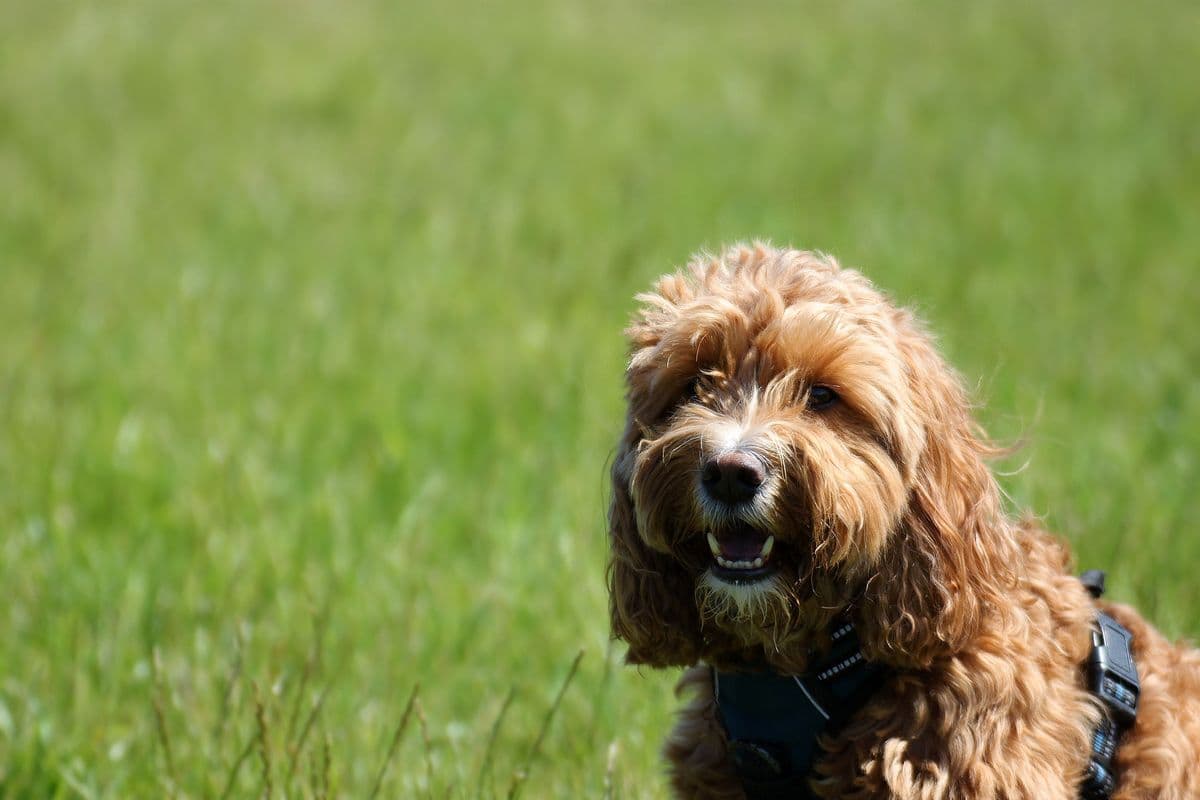 Your Puppy's First Groom: What to Expect and How to Prepare
