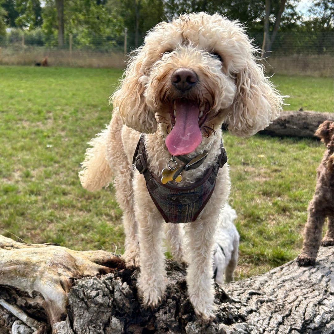 Crate Training Done Right: A Positive, Force-Free Approach