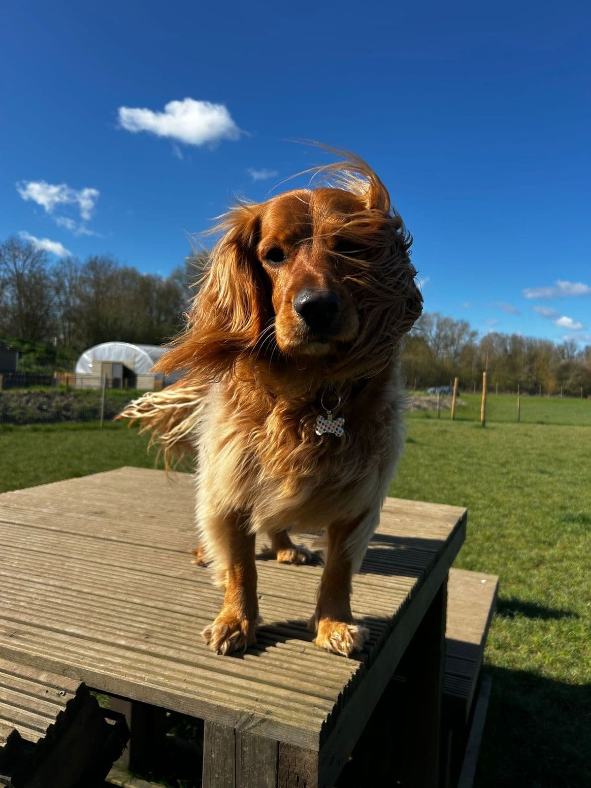 Dog-Friendly Camping and Glamping in Essex