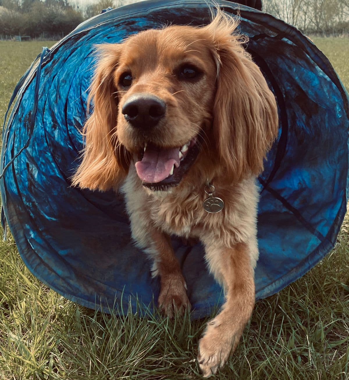 Dog Recall Training: 5 Tips That Actually Work