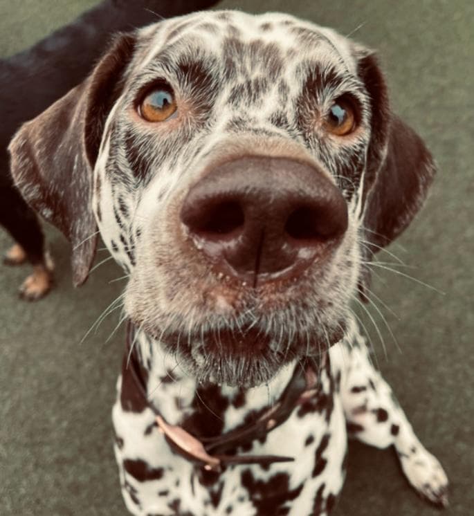 Dog Body Language: Understanding What Your Dog Is Telling You