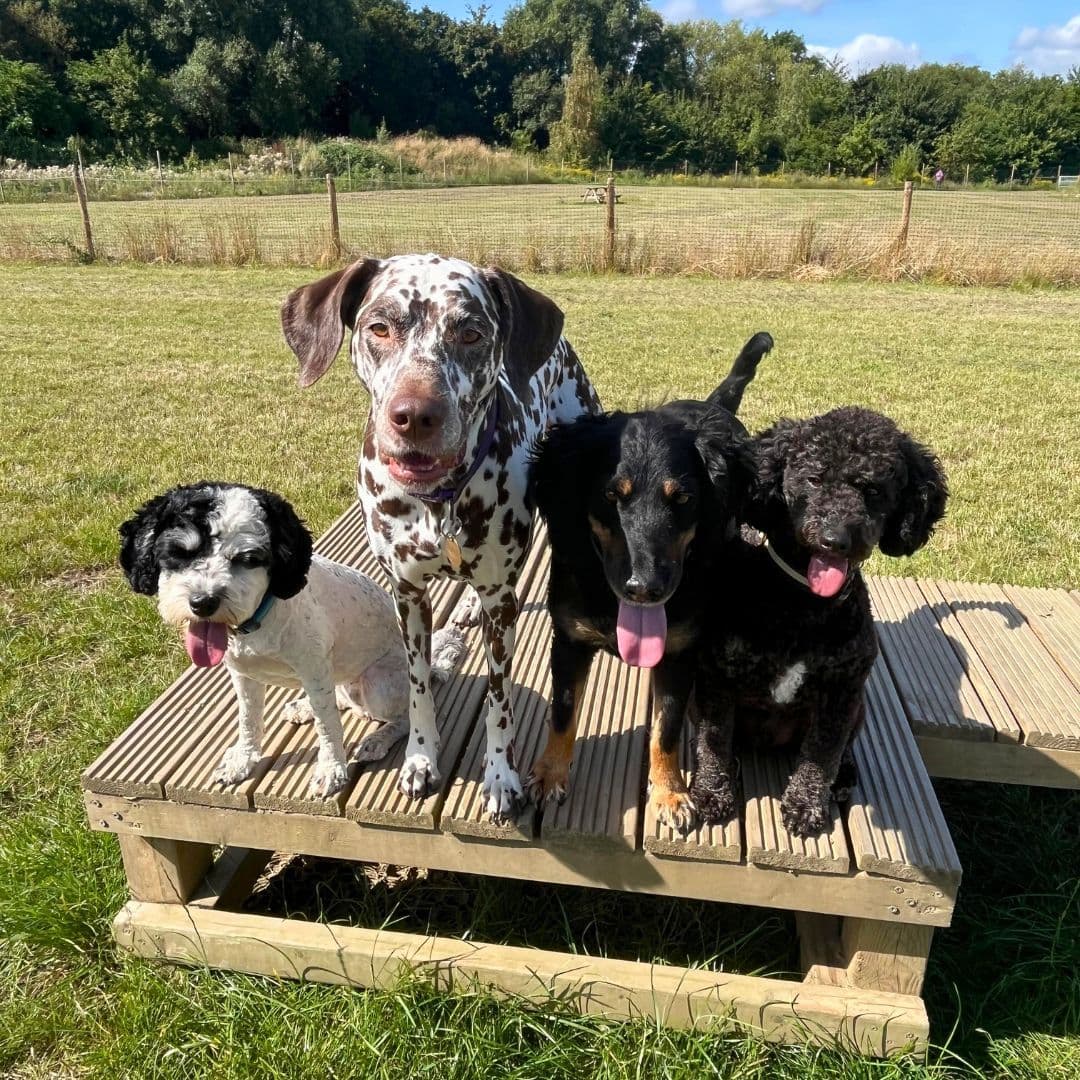 Day Care vs Dog Walker: Which Is Right for Your Dog?