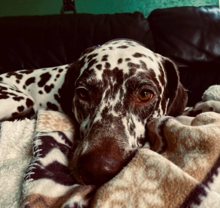 Dog Separation Anxiety: Signs, Causes & What Actually Helps