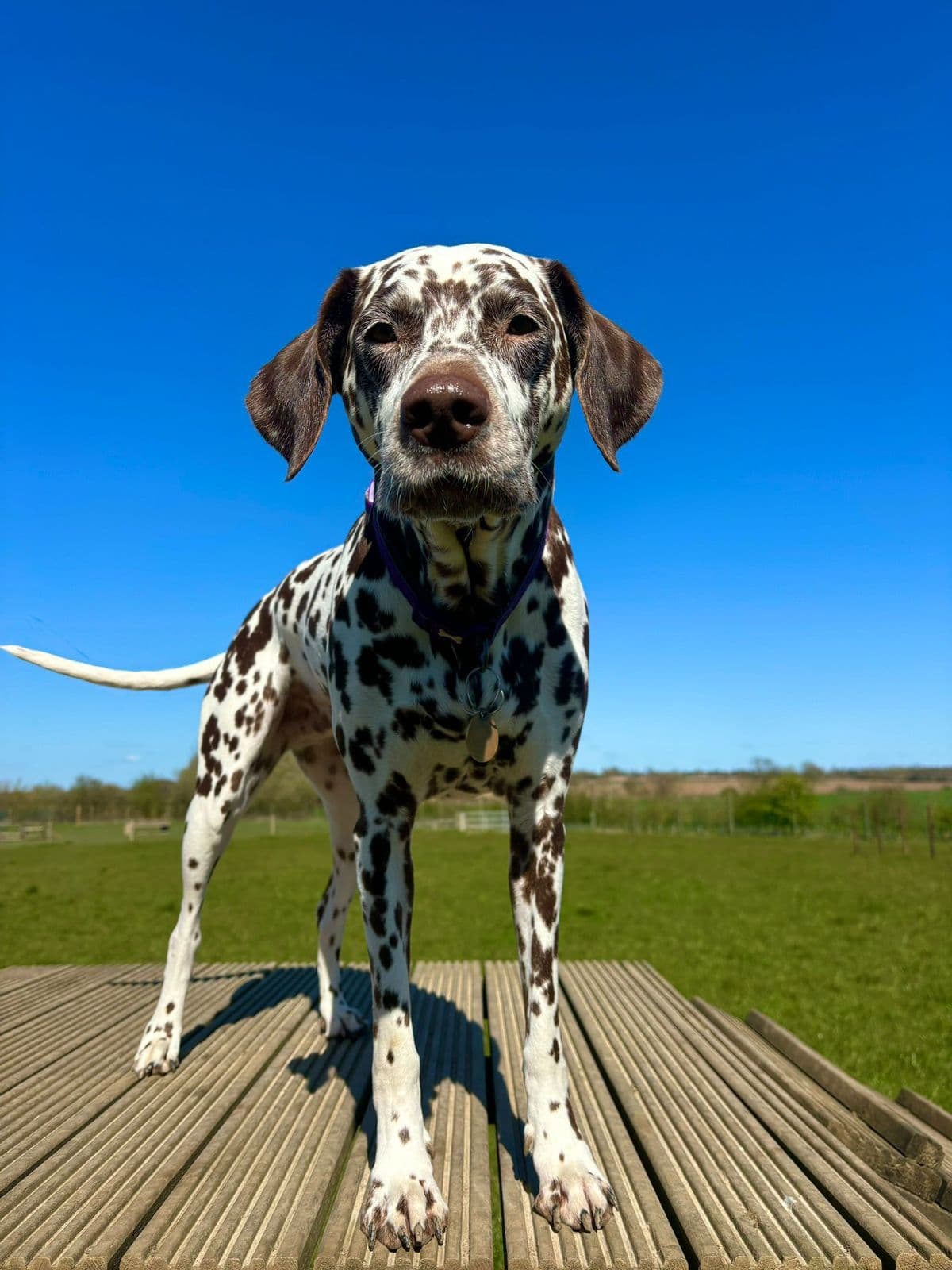 Choosing the Right Dog for Your Family: A Practical Guide