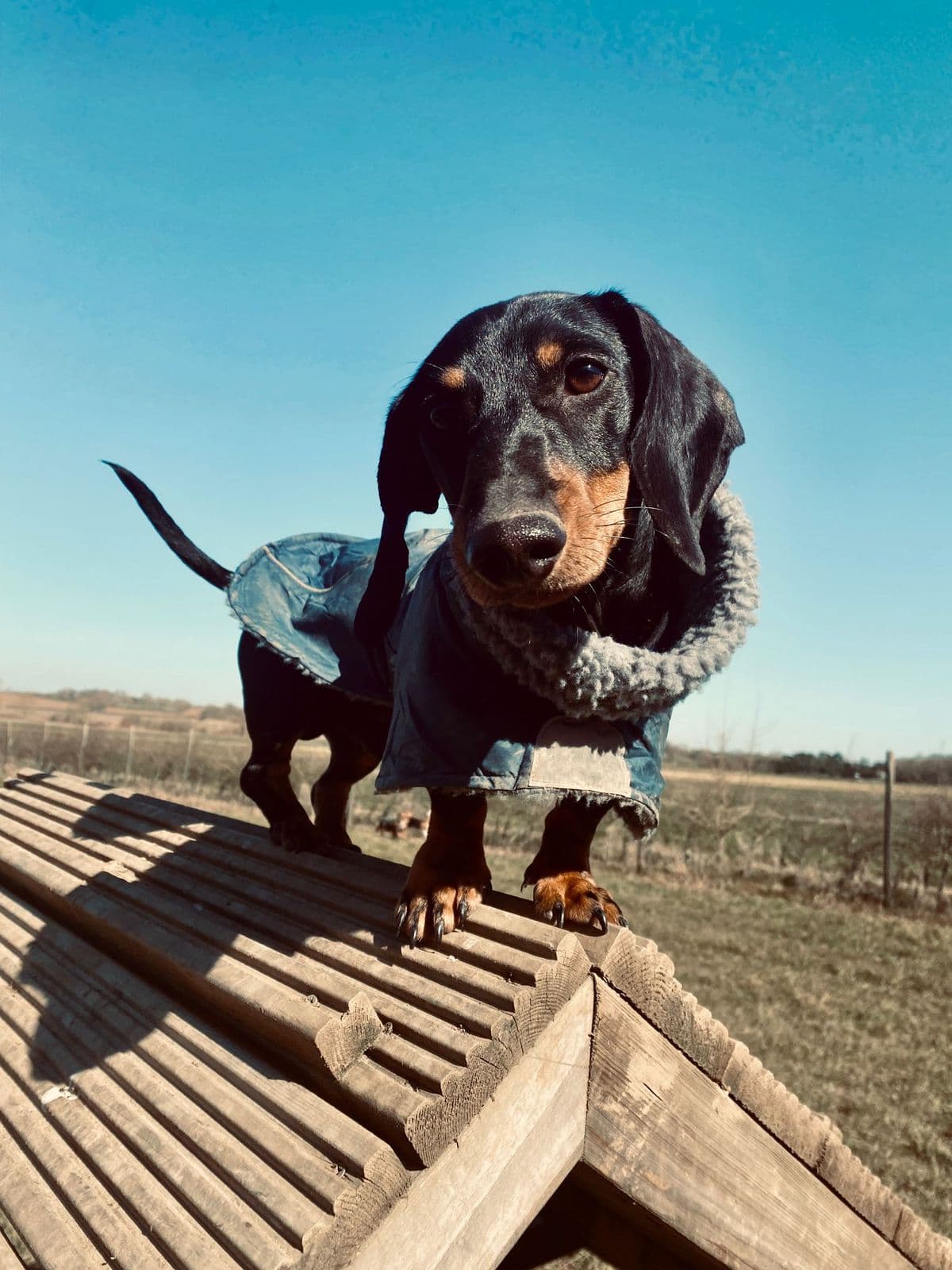 Dog-Friendly Billericay: The Complete Guide