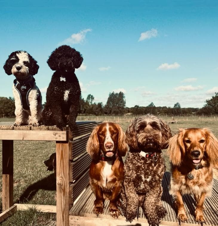 Dog-Friendly Braintree & Witham: The Complete Guide