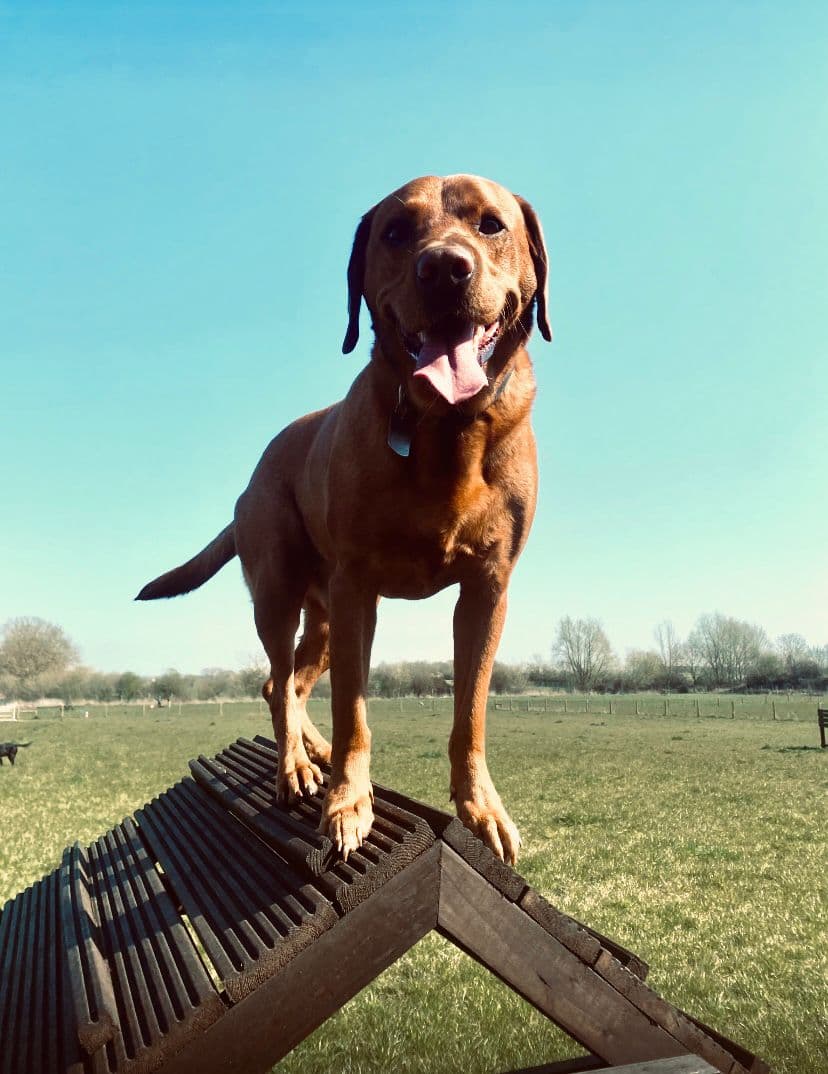 Dog-Friendly Country Parks and Nature Reserves in Essex