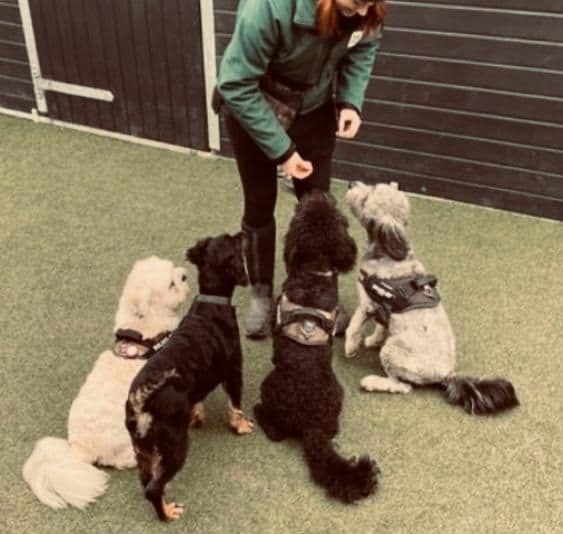 Dog exploring a sensory enrichment area at day care