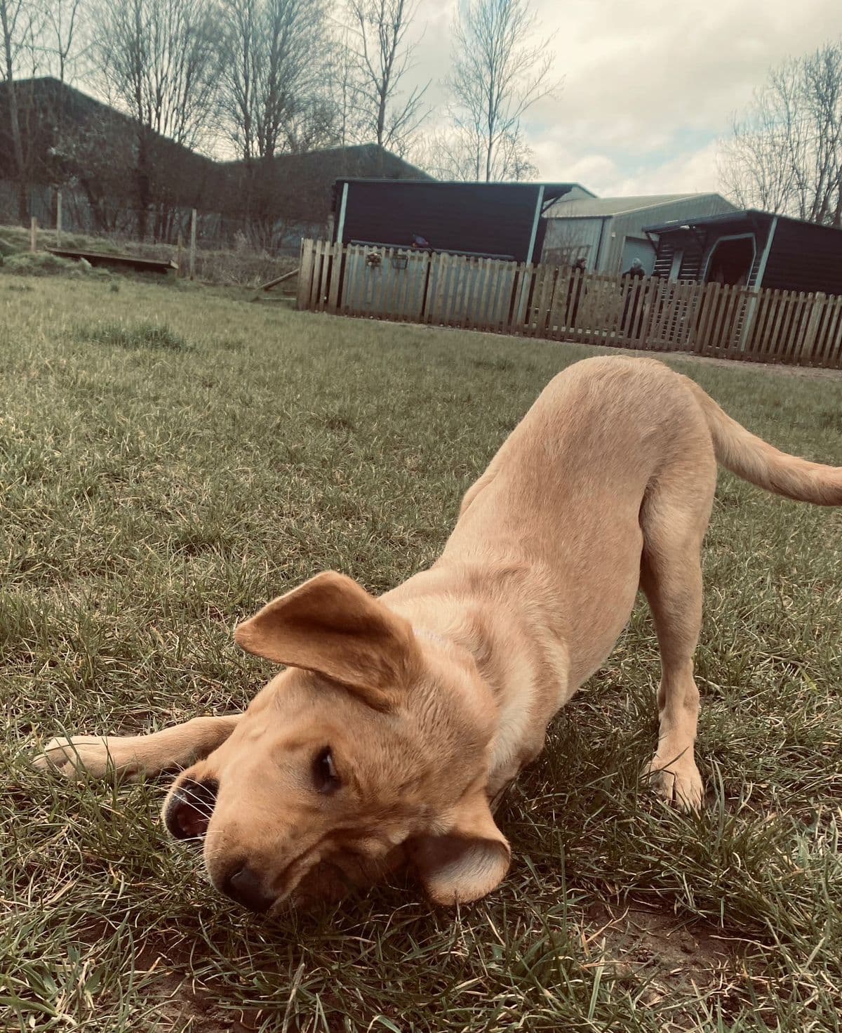 Dog exploring a new dog field in Essex