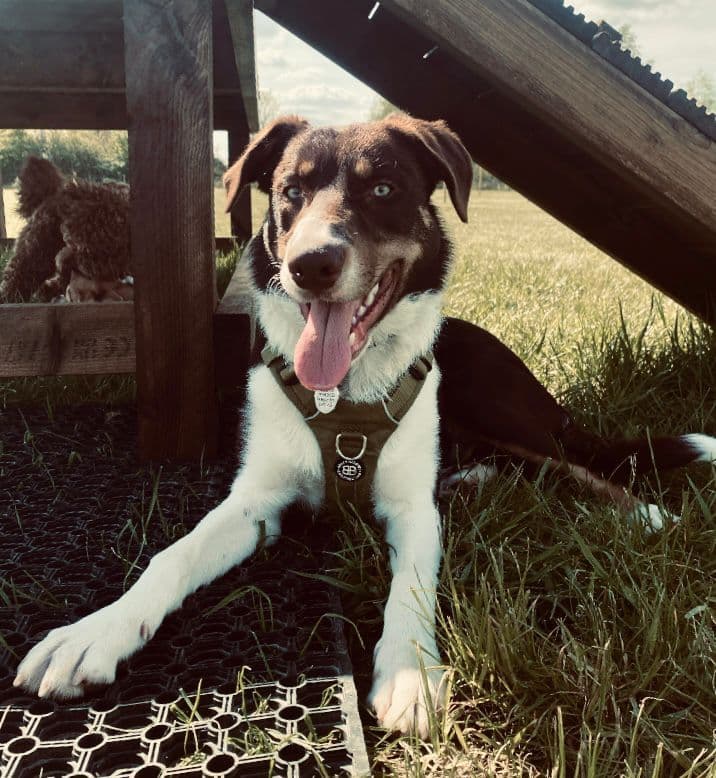 Dog in gentle play at a daycare group session