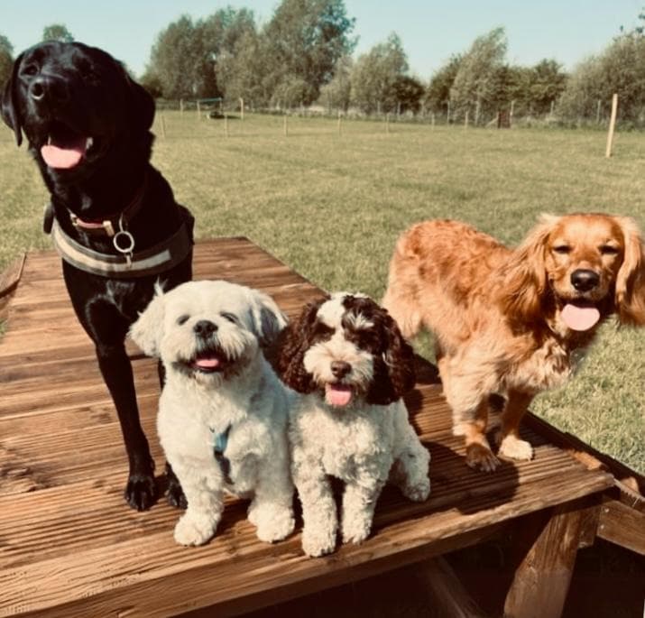 Dog-Friendly Hotels and B&Bs in Essex: Where to Stay