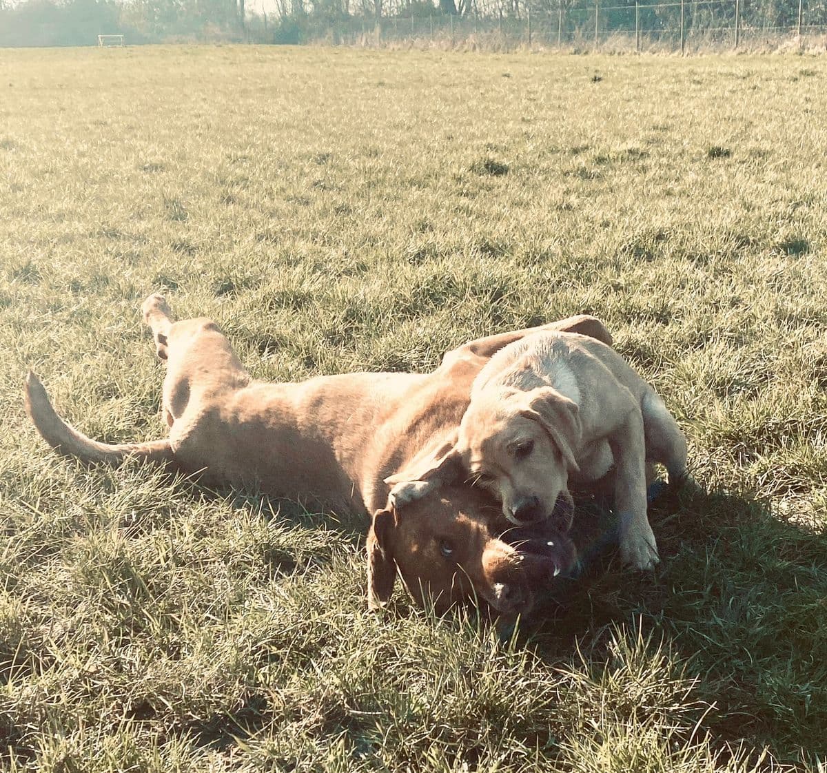 Dog meeting a new friend at doggy day care