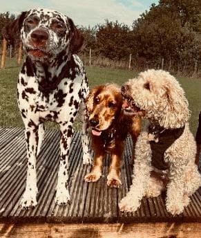 Where to Take Your Dog on New Year's Day in Essex