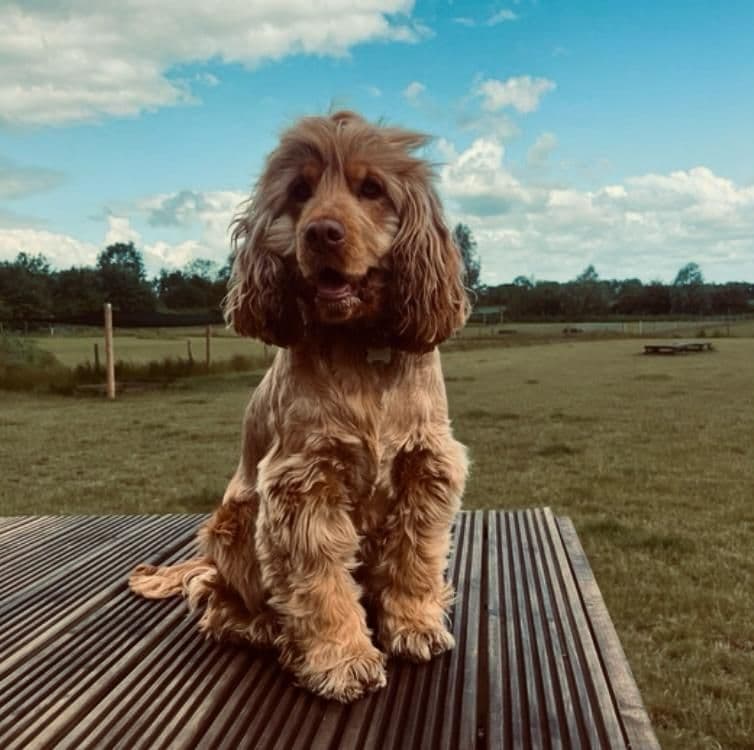 Dog relaxing after play at day care