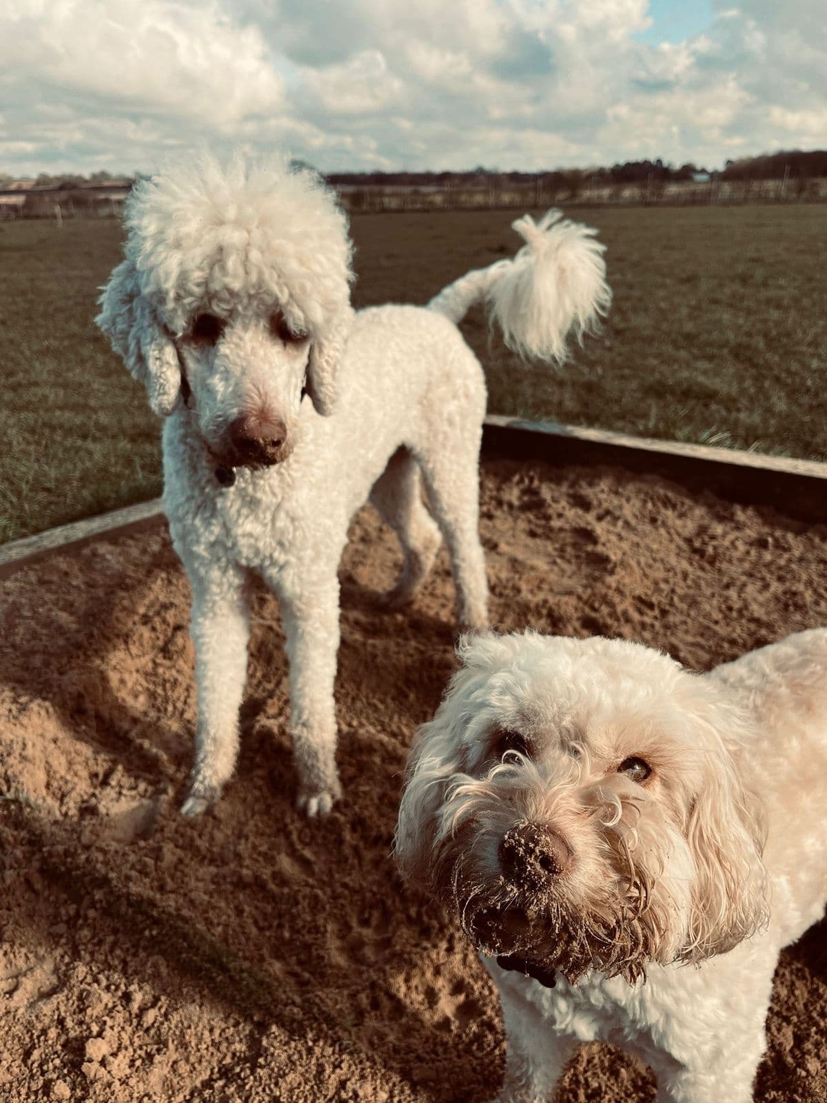 Dog running freely in an enclosed field in Essex