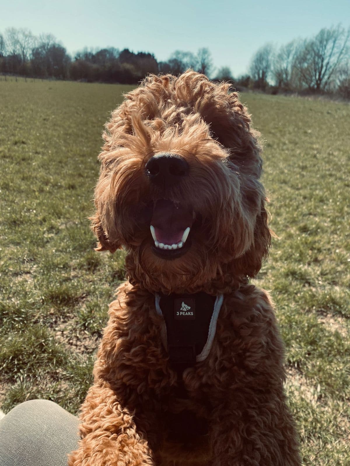 Dog settled and calm at doggy day care in Essex