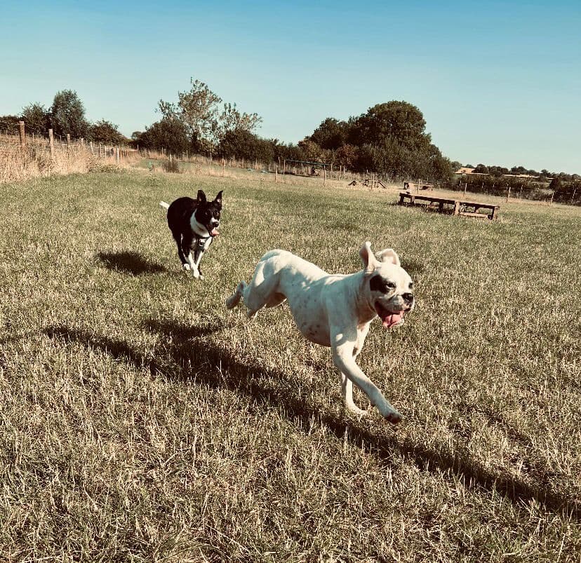 Dog-Friendly South Woodham Ferrers: The Complete Guide