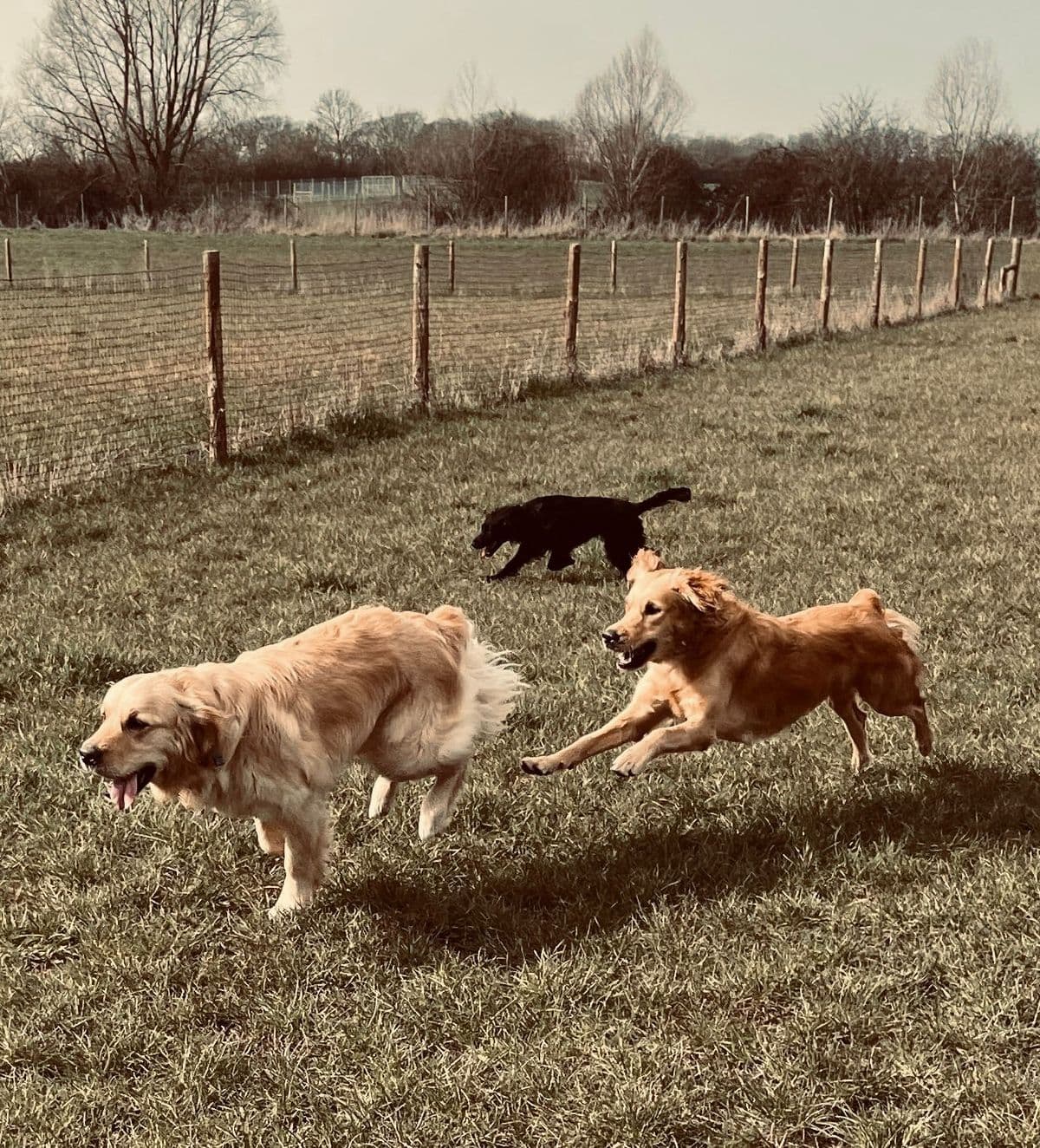 Dog walking on a trail through the Essex countryside