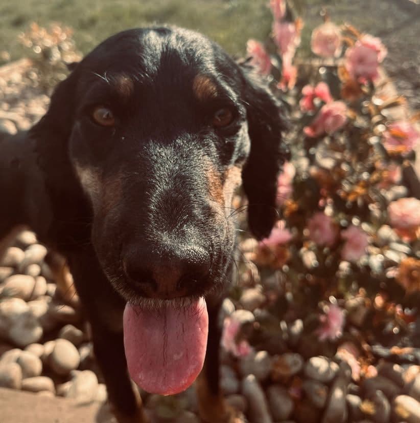 Dog-Friendly Wickford: The Complete Guide