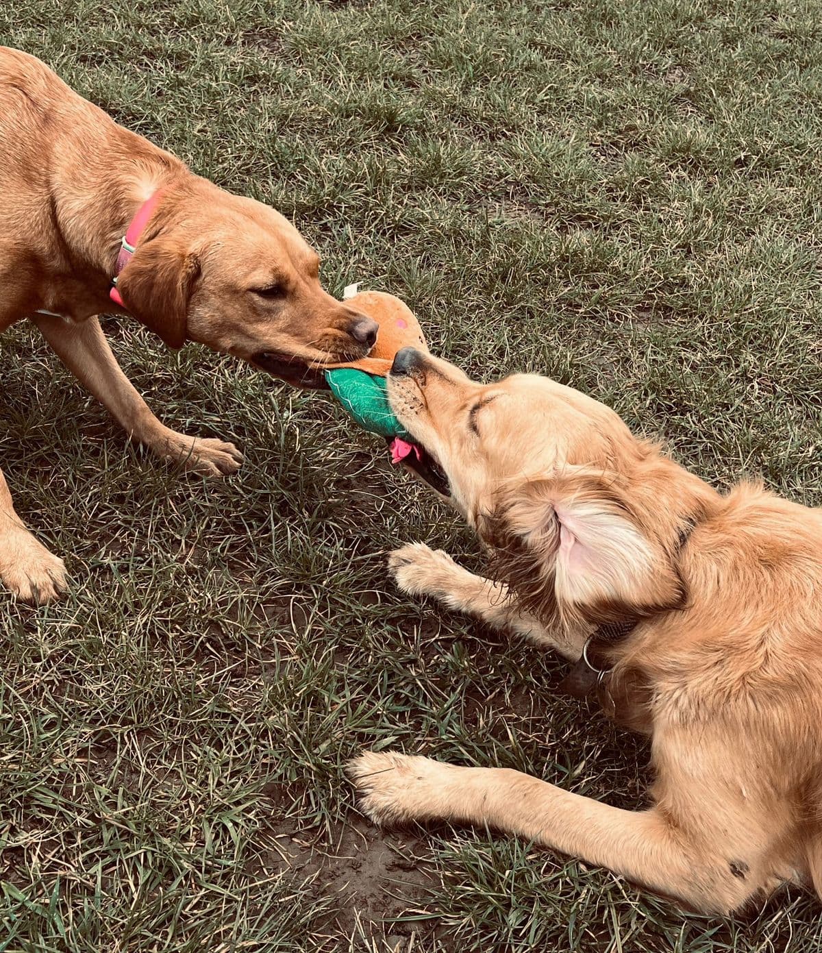 Dogs on a group outdoor walk in Essex