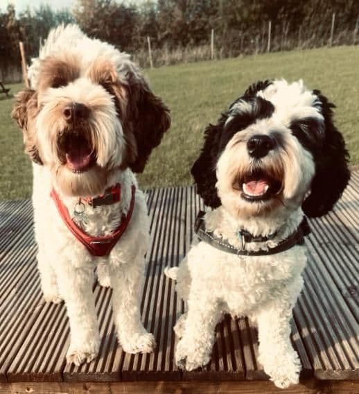 Dogs on a group walk through the Essex countryside