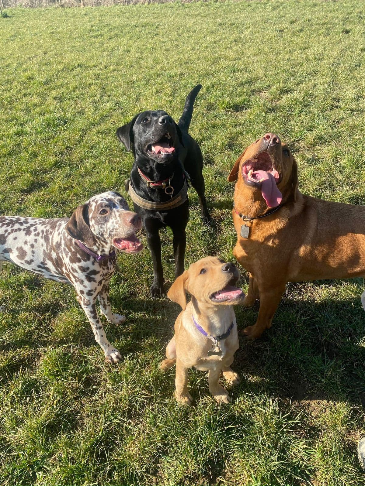 Dog-Friendly Chelmsford: The Complete Guide