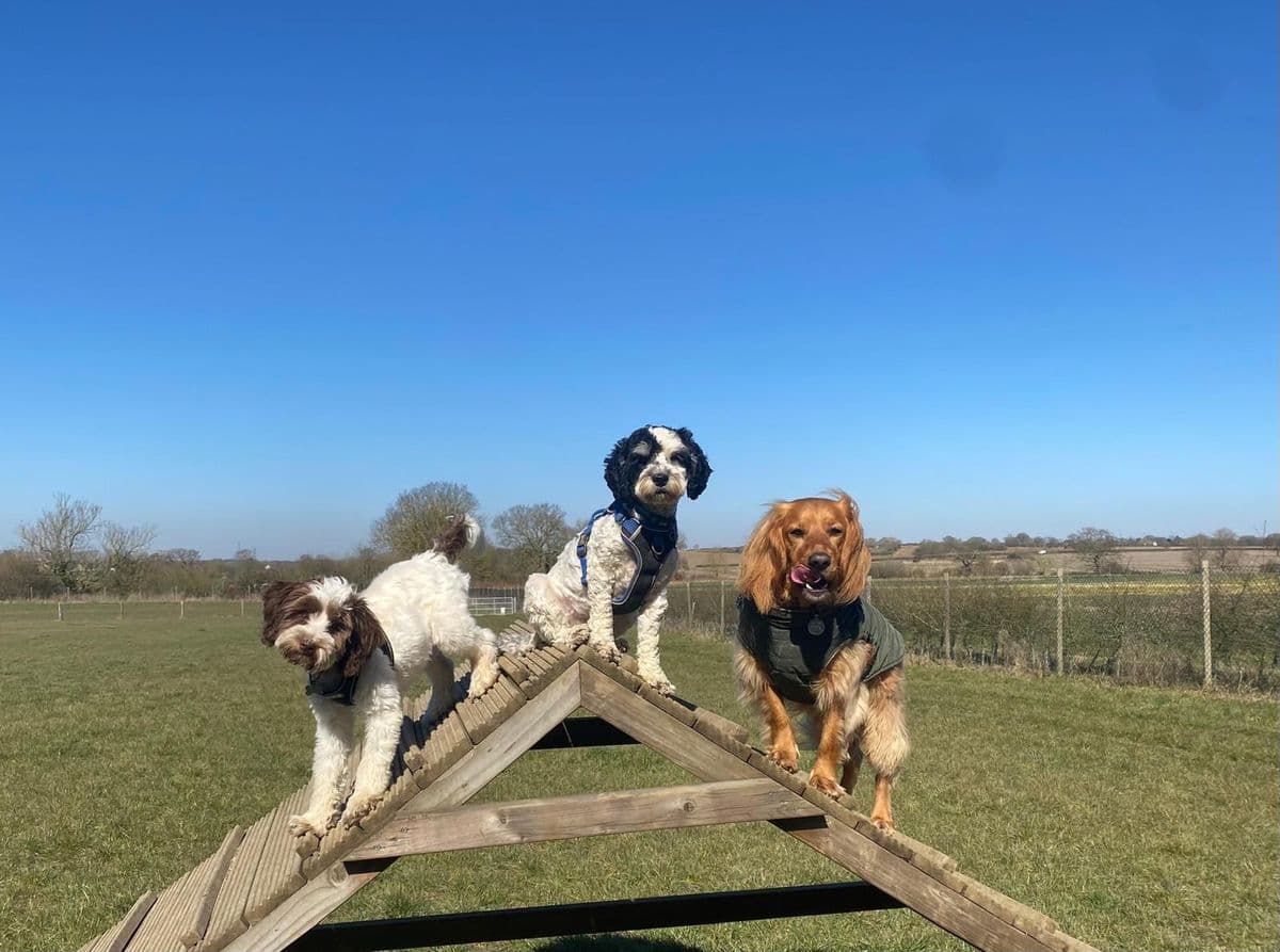 Dogs enjoying off-lead time at a private field in Essex