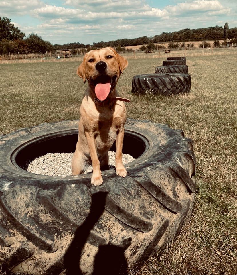 Dog-Friendly Beaches Near Essex: Where to Take Your Dog This Summer