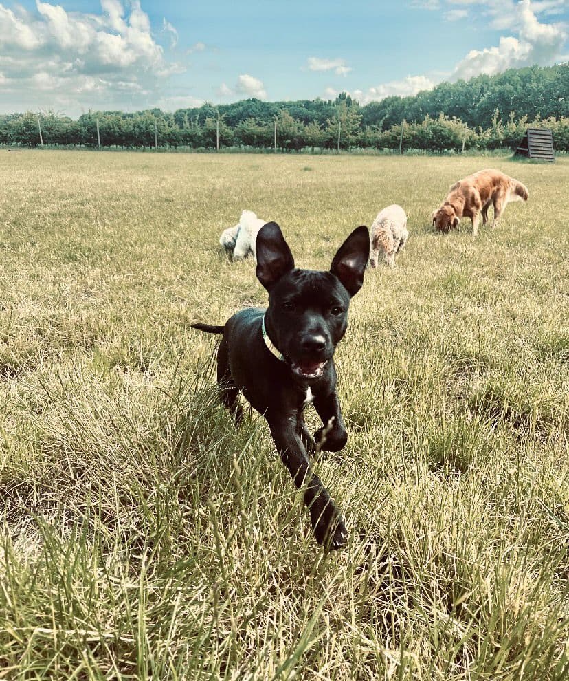 Dogs playing chase in an enclosed dog field