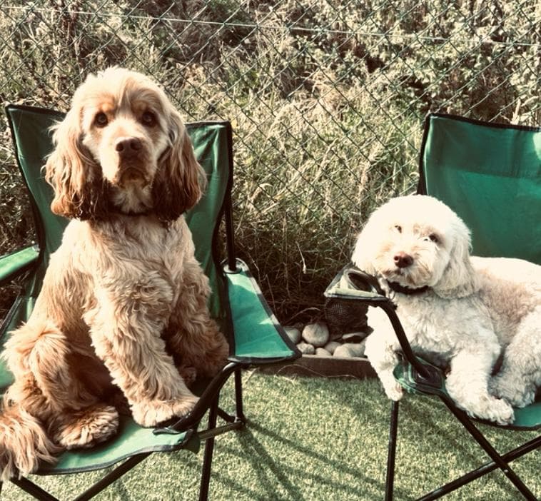 Dog-Friendly Spring Days Out in Essex
