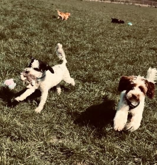 Dogs playing fetch in an enclosed dog field in Essex