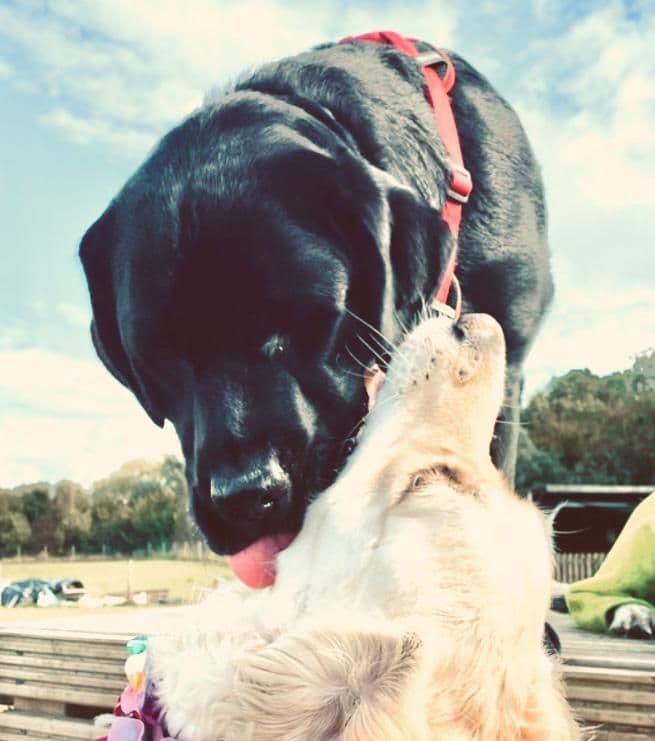Dogs playing on a rainy day at daycare in Essex