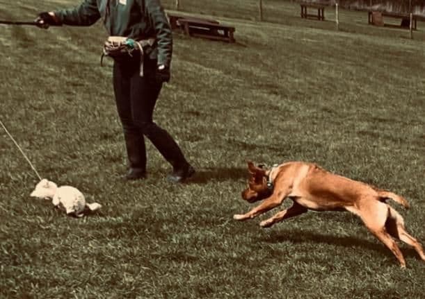 Dogs playing together during the afternoon at day care