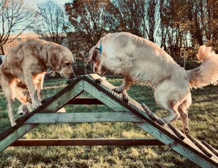 Dogs playing together at a field in Essex