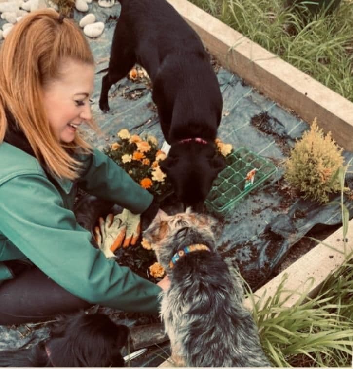 Dogs playing together at Wagtails doggy day care in Essex