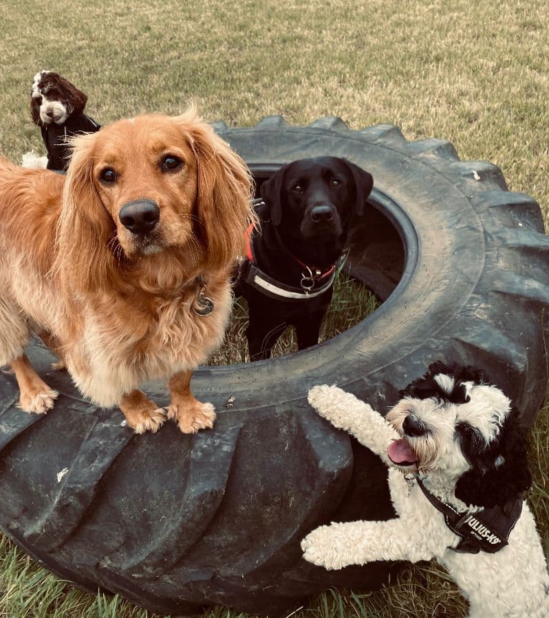 Dogs relaxing together at doggy day care