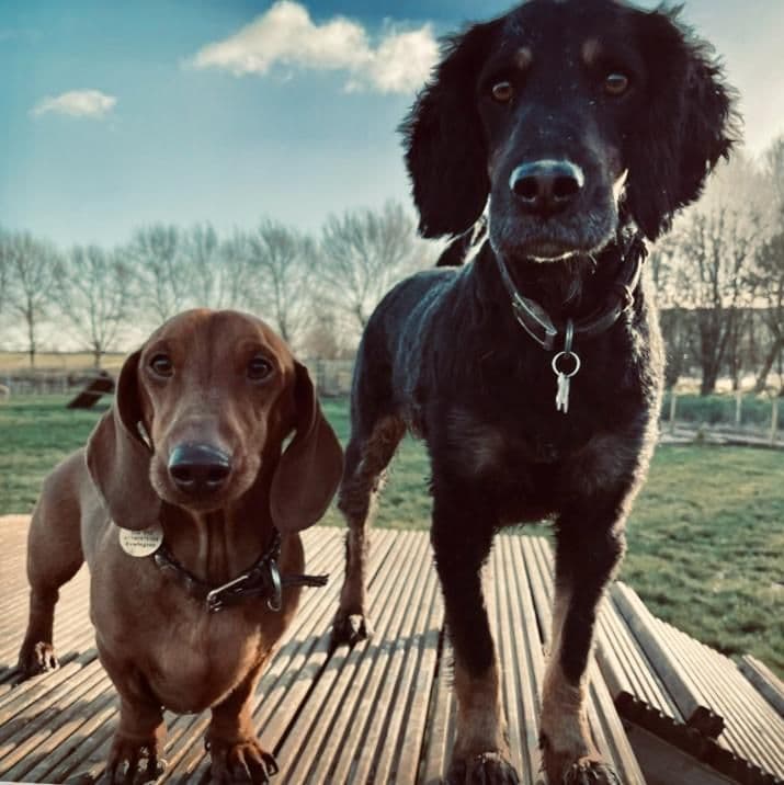 Dogs resting between activities at doggy day care
