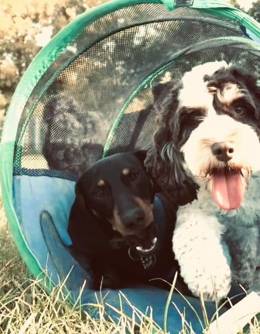 Dogs resting in the shade at day care in Essex