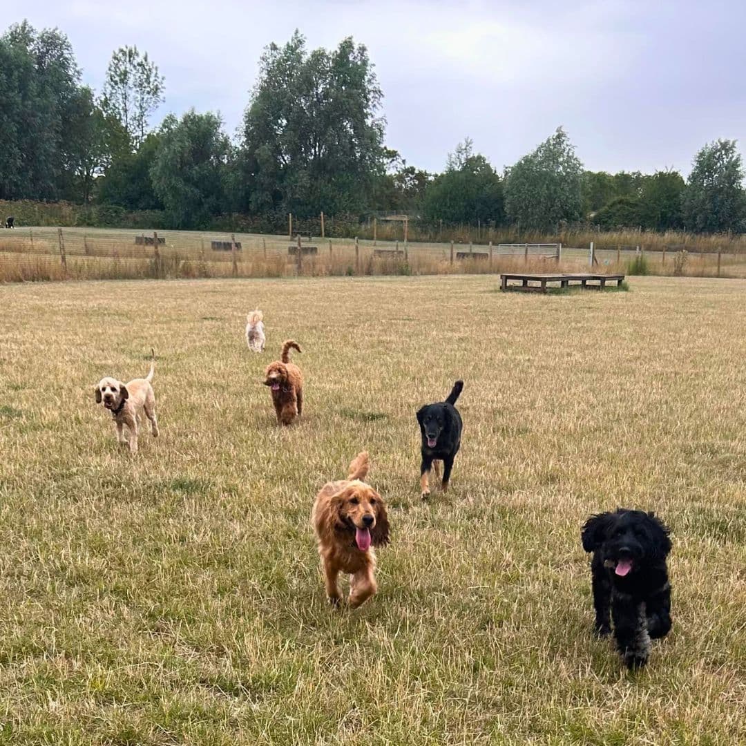 How Much Exercise Does My Dog Need? A Breed-by-Breed Guide