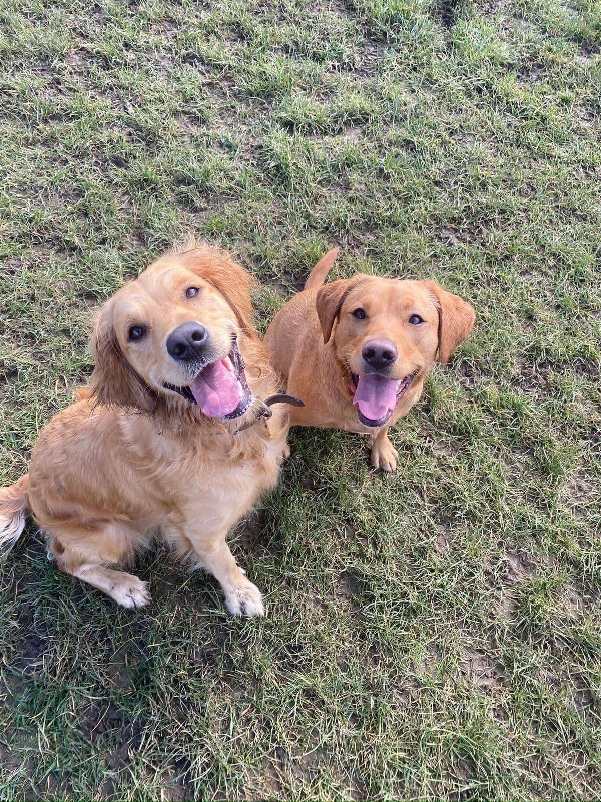 Dogs running freely in an enclosed dog field in Essex