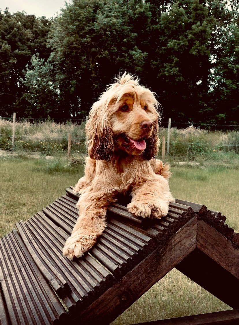 Dogs in a secure fenced field in Essex