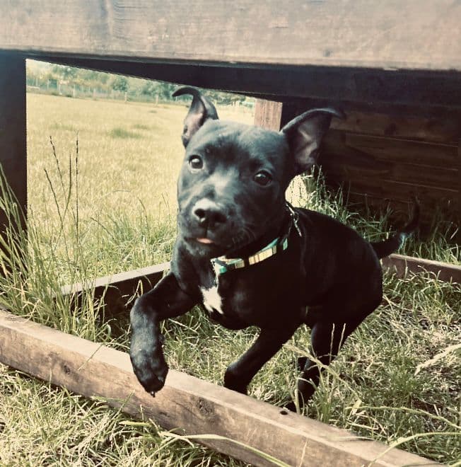 Dog-Friendly Summer Activities in Essex: Keeping Cool and Having Fun